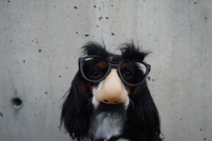 image of dog with silly glass and nose prop