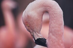 pink flamingo face and eye