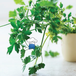 Parsley for holiday dishes